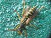 Polistes dominula